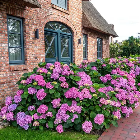 Mimis Hues Prázdninový dům *